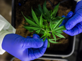Unlocking Quality: Your Guide to High-Quality Cannabis in Florida