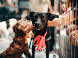 Bringing a New Pet Home: Simple Steps to Prepare