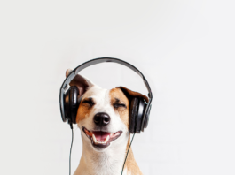 Spotify Increases Subscription Prices Again: What You Need to Know