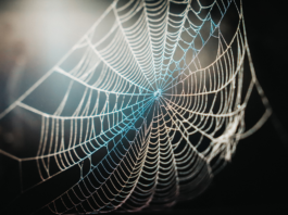 From Fiction to Reality: Scientists Create Spider-Man's Web-Slinging Technology