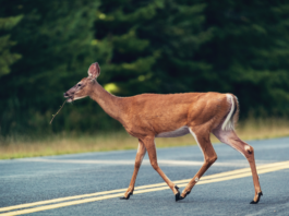 Device invented by high school students detects and protects wildlife