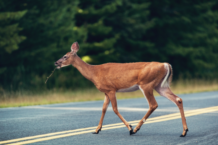 Device invented by high school students detects and protects wildlife